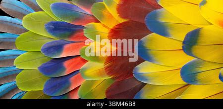Feather design comprised of macaw feathers along with parrot feathers. Stock Photo