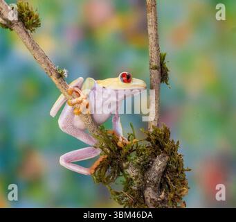 USA, Washington State, Sammamish. Albino red-eyed tree frog Stock Photo