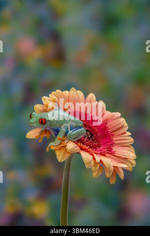 USA, Washington State, Sammamish. Red-eyed tree frog Stock Photo