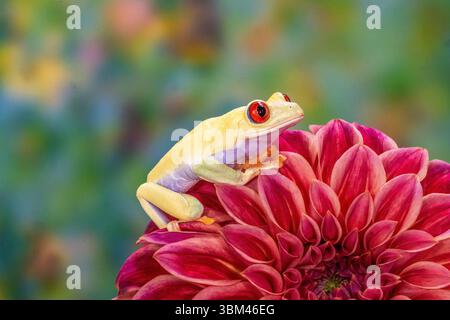 USA, Washington State, Sammamish. Albino red-eyed tree frog Stock Photo