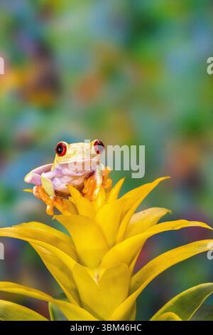 USA, Washington State, Sammamish. Red-eyed albino tree frog Stock Photo