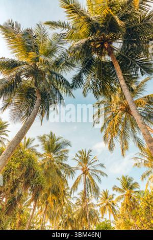 Picturesque colorful tropical forest with pastel bright palm leaves and trees under sunny blue sky, looking up, positive inspiring nature, relaxing Stock Photo