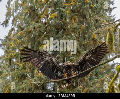 USA, Alaska. Immature bald eagle drying feathers, Tongass National Forest Stock Photo