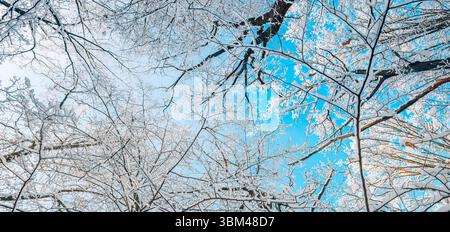 Amazing winter scenic closeup snowy trees under blue sunny sky artistic nature seasonal background abstract inspire natural view. Idyllic peaceful Stock Photo