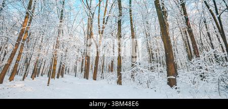 Gorgeous panoramic sunny winter forest landscape snowy trail frozen trees blue sky white dreamy outdoors adventure fantastic nature wall art Stock Photo