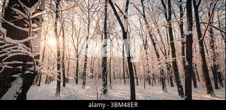 Beautiful panoramic sunset light beams winter forest landscape snowy trail frozen trees white dreamy outdoors adventure fantastic nature wall art Stock Photo