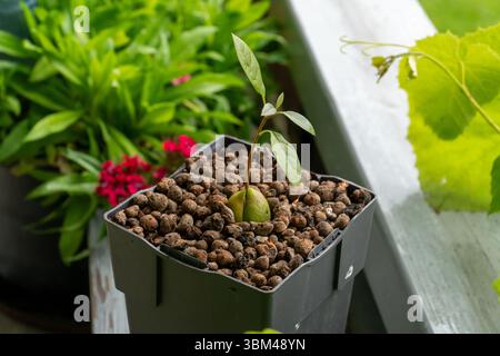 A young avocado plant sprouts from a seed in a seedlings pot, surrounded by lush greenery and flowers—capturing the essence of home gardening and grow Stock Photo