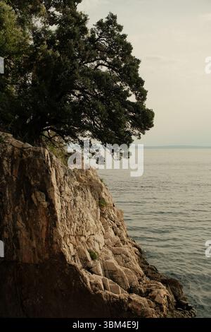 A solitary tree leans dramatically over a weathered limestone cliff, its branches reaching out toward the calm Adriatic Sea below. Stock Photo
