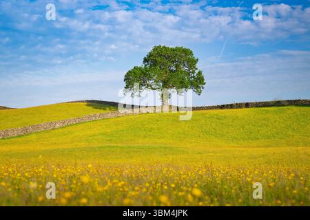 A lone Ash tree in a wildflower meadow full of Buttercups in Wensleydale, Yorkshire Dales National Park, UK. Stock Photo