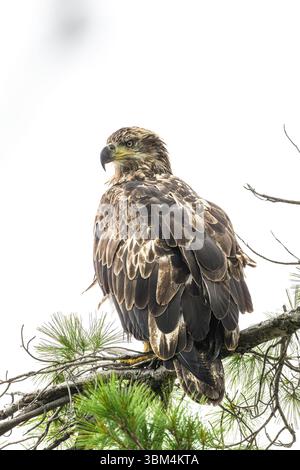 An immature bald eagle (Haliaeetus leucocephalus) perched on the branch of a pine tree in Michigan. Stock Photo
