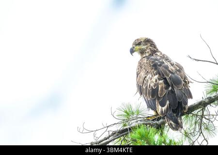 An immature bald eagle (Haliaeetus leucocephalus) perched on the branch of a pine tree in Michigan. Stock Photo