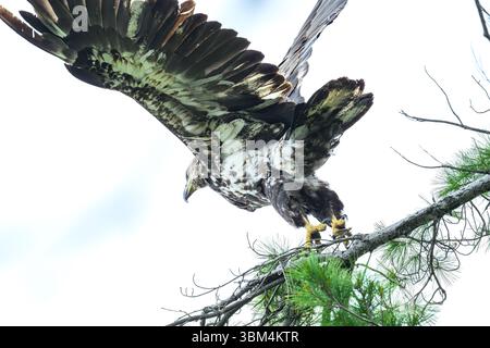 An immature bald eagle (Haliaeetus leucocephalus) takes flight from a branch of a pine tree in Michigan, USA. Stock Photo