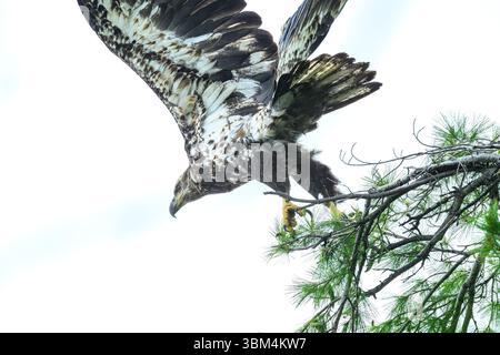 An immature bald eagle (Haliaeetus leucocephalus) takes flight from a branch of a pine tree in Michigan, USA. Stock Photo