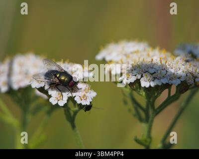 Isolated close-up of a common green bottle fly (lucilia sericata) feeding of the nectar of common yarrow (achillea millefolium) in a field in Bonn, Ge Stock Photo