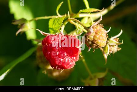 Close-up view of a ripe red raspberry on the plant at sunset. Nice green bokeh in the background. Stock Photo