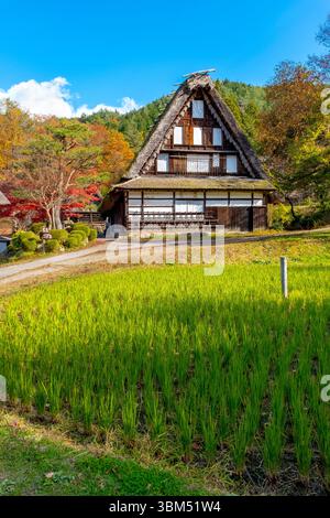 Rice paddy, Hida No Sato, Hida Folk Village, Takayama, Japan Stock ...