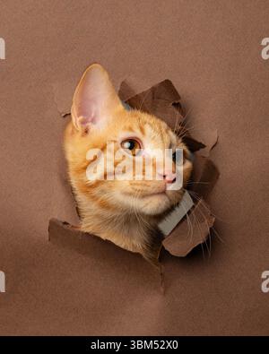Orange tabby cat looking out from torn paper hole Stock Photo