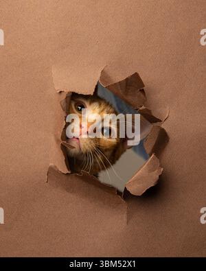 Curious orange tabby peeking through torn paper Stock Photo