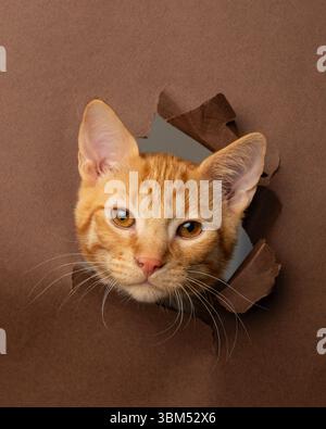 Calm orange tabby cat peeking through paper Stock Photo