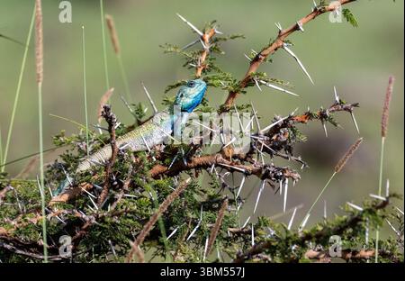 Blue-headed tree agama (Acanthocerus atricollis) basking on an acacia bush Stock Photo