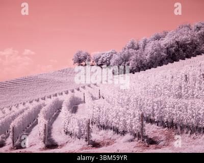 Italy, Pedemonte, Langhe, Barolo. Vineyards. Stock Photo