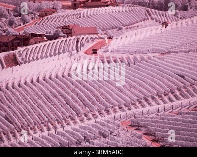 Italy, Pedemonte, Langhe, Barolo. Vineyards. Stock Photo