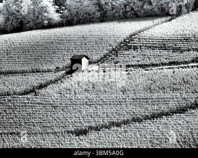 Italy, Pedemonte, Langhe, Barolo. Vineyards. Stock Photo