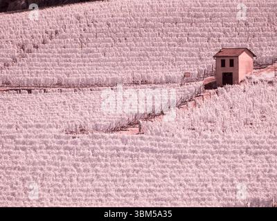 Italy, Pedemonte, Langhe, Barolo. Vineyards. Stock Photo