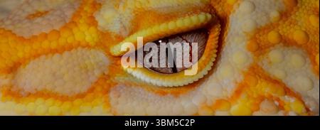 Leopard gecko (Albino). Stock Photo
