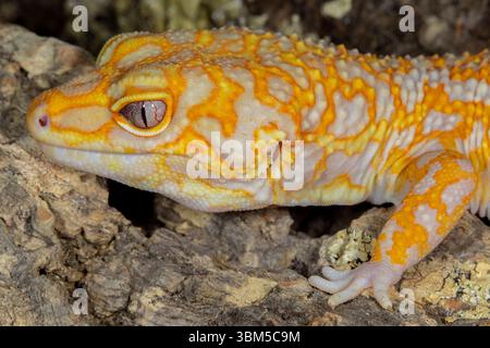 Leopard gecko (Albino). Stock Photo