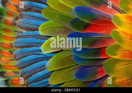 Feather design comprised of macaw feathers along with parrot feathers. Stock Photo