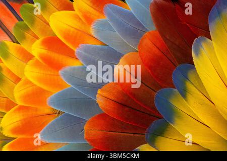 Feather design comprised of macaw feathers along with parrot feathers. Stock Photo