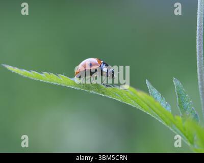 Isolated close-up of a common ladybug (coccinella septempunctata) walking on the leaf of a tansy (tanacetum vulgare). Königswinter, Germany. Stock Photo