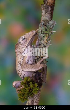 USA, Washington State, Sammamish. Borneo eared frog Stock Photo