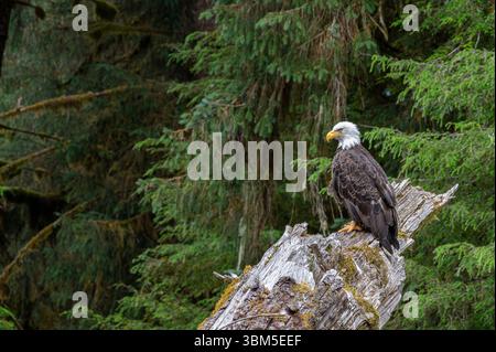 USA, Alaska. Bald eagle in rainforest near Wrangell. Stock Photo