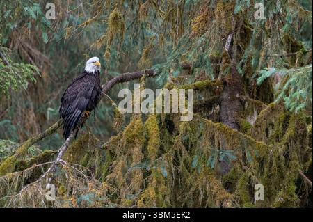 USA, Alaska. Bald eagle in rainforest near Wrangell. Stock Photo