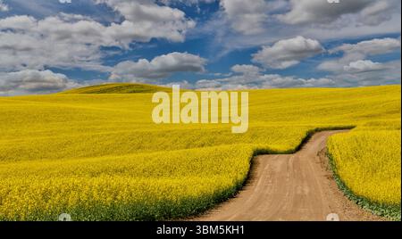 USA, Washington State, Palouse. Dirt road cutting through canola field Stock Photo