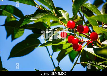 Cherries on the branch, Yakima, Washington State, USA. Stock Photo