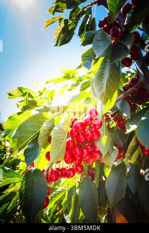 Cherries on the branch, Yakima, Washington State, USA. Stock Photo