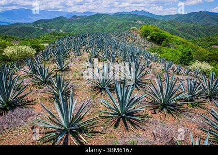 agave-landscape-oaxaca-mexico-