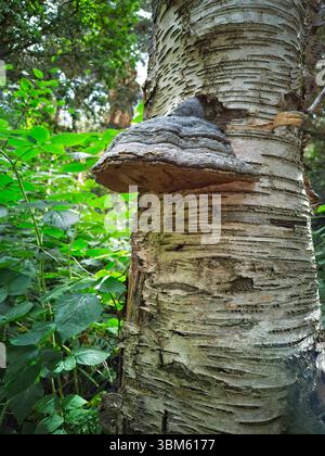 Birch polypore (Fomitopsis betulina) is a bracket fungus found on the trunks and branches of almost exclusively birch trees. It is able to live as a parasite on live trees as well as a saprobe on dead decaying wood, as here on a dead silver birch trunk (Betula pendula). Historically, it had several uses, for medicinal purposes, for fire lighting and as a tool sharpener. An old name for it was razor strop fungus. Stock Photo