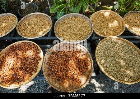 Kopi Luwak (Civet coffee beans), Borobudur, near Yogyakarta, Java, Indonesia Stock Photo