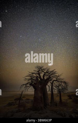 Silhouette of a baobab tree with starry sky and Milky Way, african ...