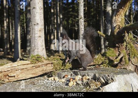 Squirrel (Sciurus) feeding in winter in the forest, Allgaeu, Bavaria, Germany, Allgaeu, Bavaria, Germany, Europe Stock Photo