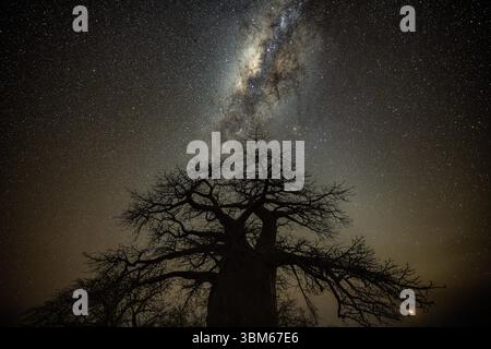 Silhouette of a baobab tree with starry sky and Milky Way, african ...