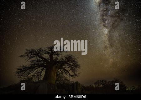 Silhouette of a baobab tree with starry sky and Milky Way, african ...