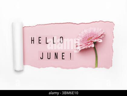 Hello June text and pink gerbera flower on pink background. Paper hole with torn edges Stock Photo