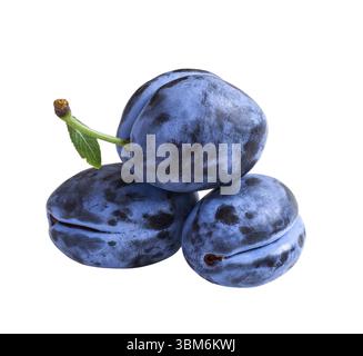 Three dark blue plums isolated on white background Stock Photo