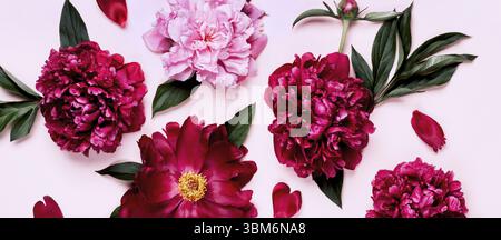 Pattern of purple and pink peony flowers on pink banner Stock Photo
