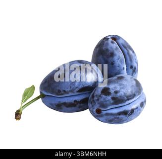 Three dark blue plums isolated on white background Stock Photo